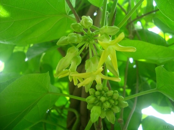 Chữa bệnh trĩ hiệu quả bằng hoa thiên lý