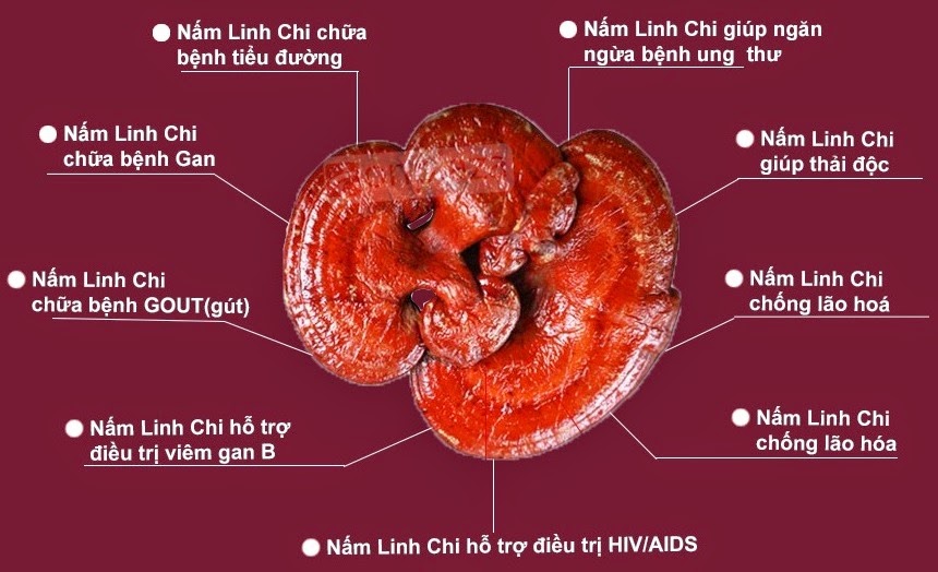 6 câu hỏi phổ biến nhất về nấm linh chi