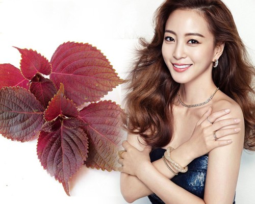 Cách trị mụn siêu hiệu quả, tiết kiệm bằng lá tía tô